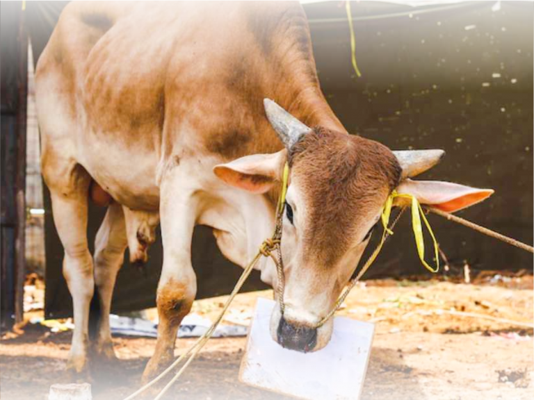 Tabungan Qurban
